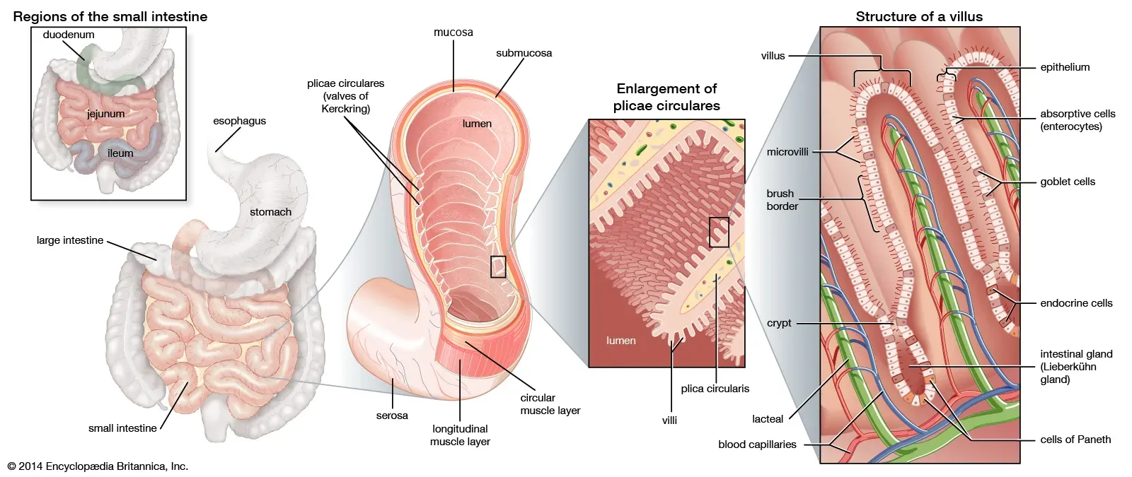 Structure of villus